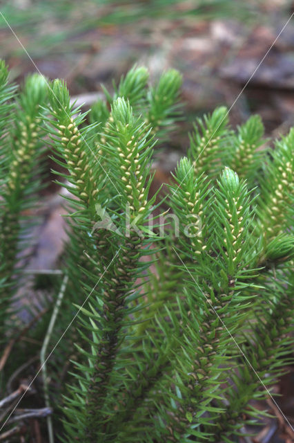 Fir Clubmoss (Huperzia selago)