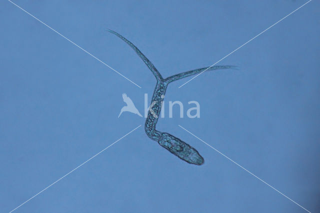 Diplostomum sp.