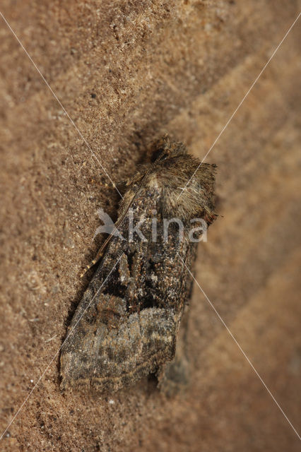 Tawny Marbled Minor (Oligia latruncula)