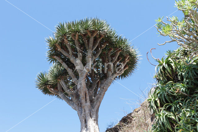 Dragon Tree (Dracaena draco)
