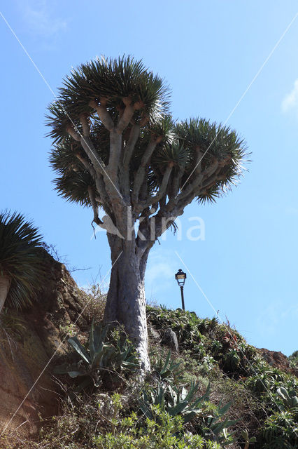 Dragon Tree (Dracaena draco)