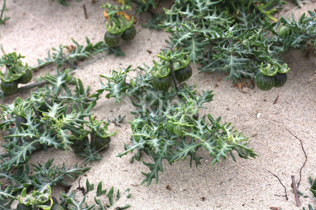 Driebloemige nachtschade (Solanum triflorum)