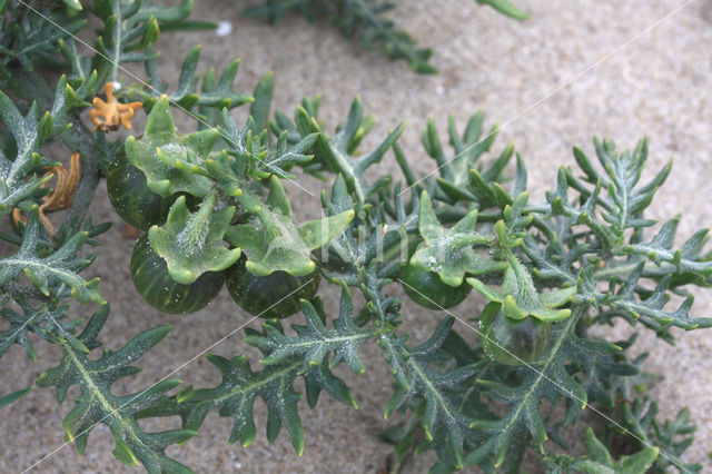 Driebloemige nachtschade (Solanum triflorum)