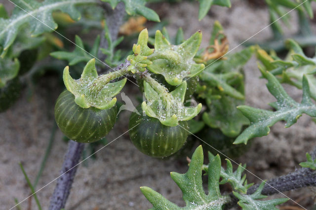 Driebloemige nachtschade (Solanum triflorum)