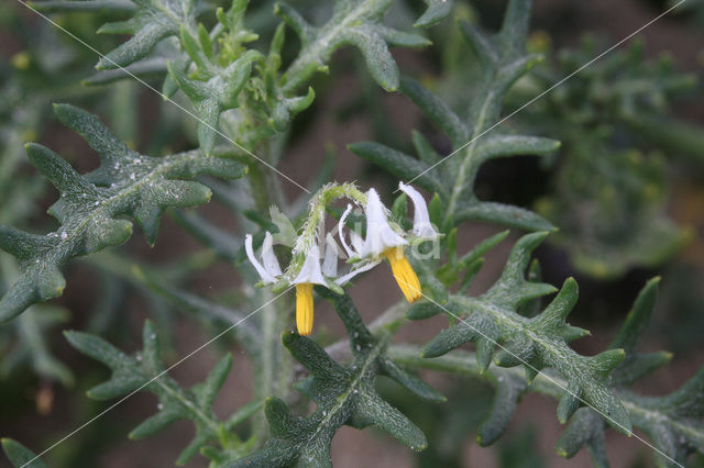 Driebloemige nachtschade (Solanum triflorum)