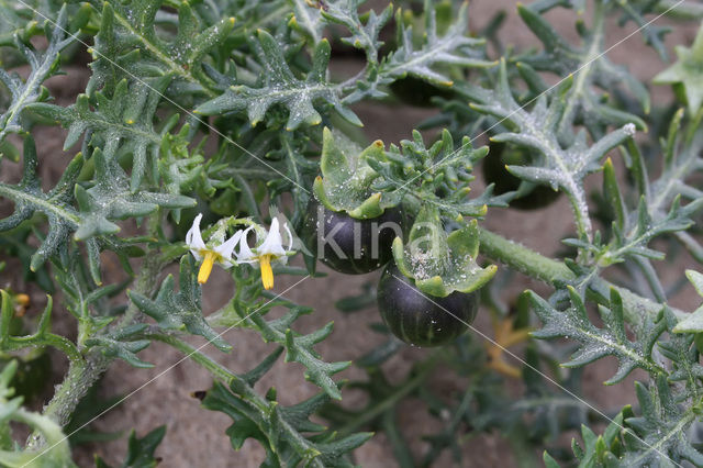 Driebloemige nachtschade (Solanum triflorum)