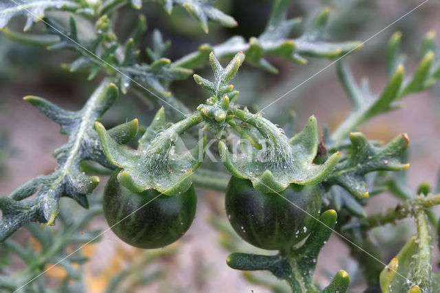 Small Nightshade (Solanum triflorum)