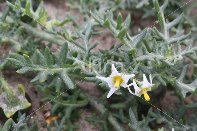 Driebloemige nachtschade (Solanum triflorum)