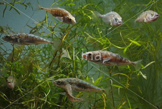 Driedoornige stekelbaars (Gasterosteus aculeatus)