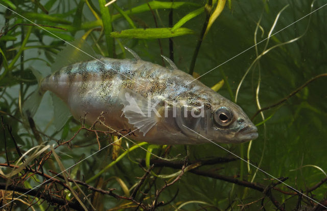 Driedoornige stekelbaars (Gasterosteus aculeatus)