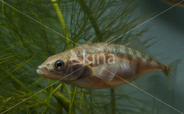 Threespine Stickleback (Gasterosteus aculeatus)