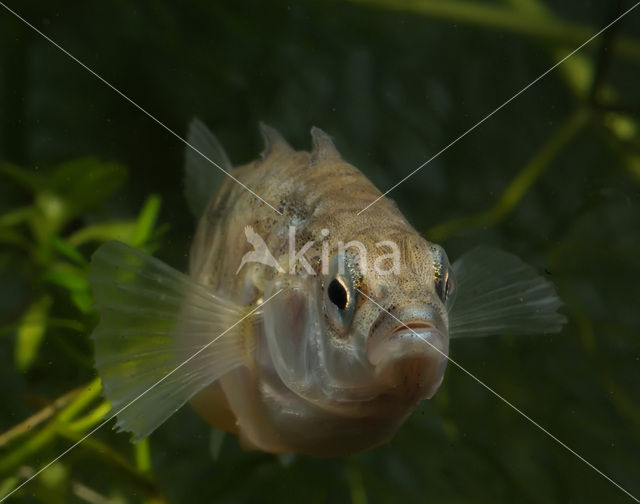 Threespine Stickleback (Gasterosteus aculeatus)