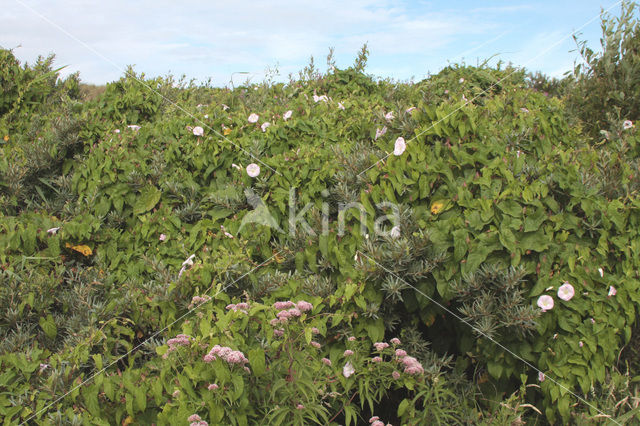 Sea-buckthorn (Hippophae rhamnoides)