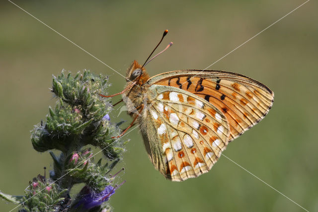 Duinparelmoervlinder (Argynnis niobe)