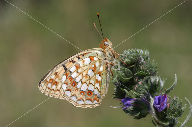 Niobe Fritillary (Argynnis niobe)