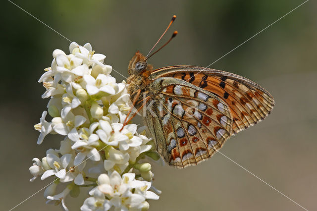 Duinparelmoervlinder (Argynnis niobe)