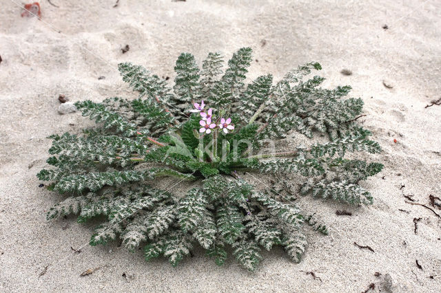 Stork’s-bill (Erodium cicutarium dunense)