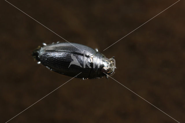 Gyrinus minutus