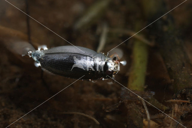 Gyrinus minutus