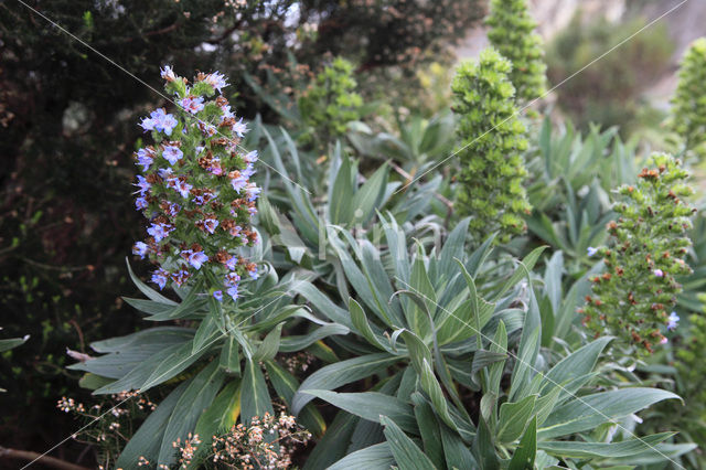 Echium callithyrsum (IUCN red list