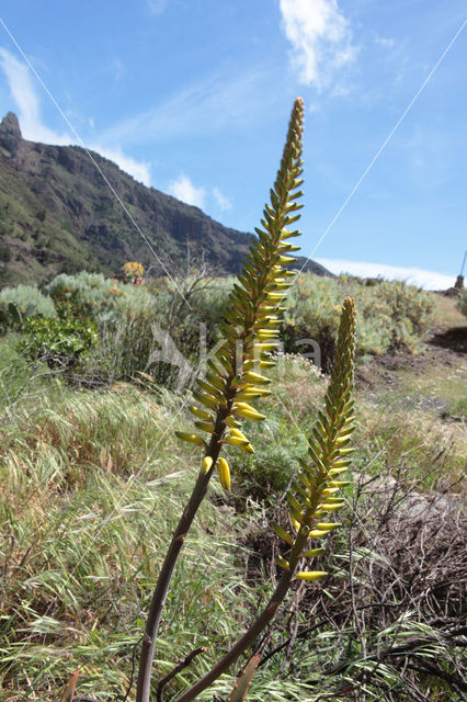 Echte Aloe (Aloe vera)