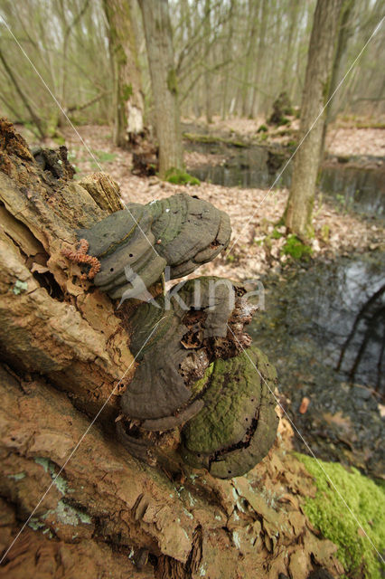 touchwood (Fomes fomentarius)