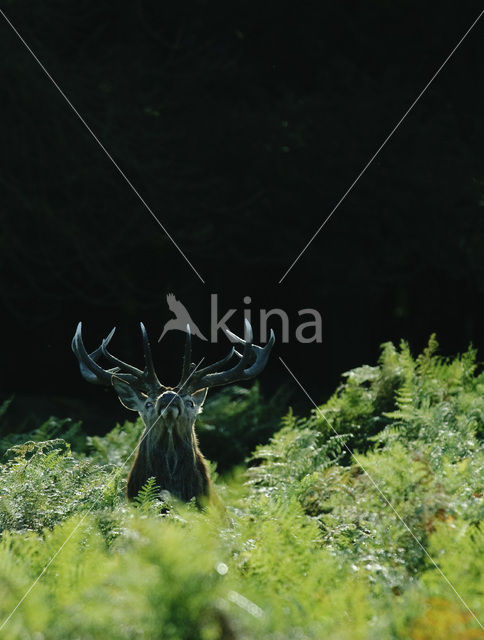 Red Deer (Cervus elaphus)