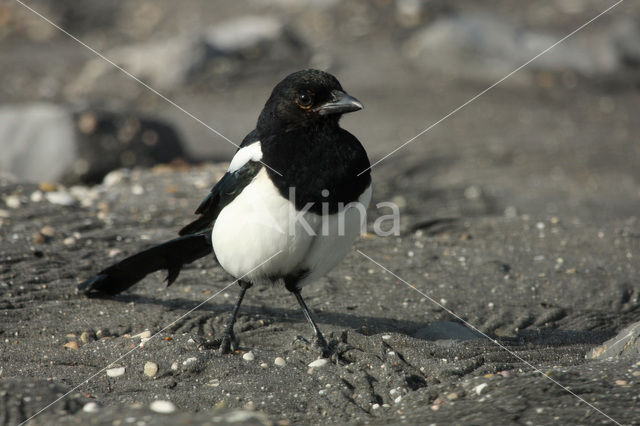 Black-billed Magpie (Pica pica)