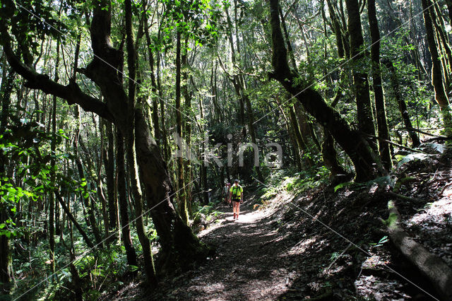 El Cedro