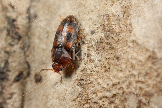 Epuraea unicolor