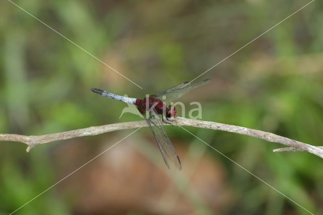 Erythrodiplax fusca