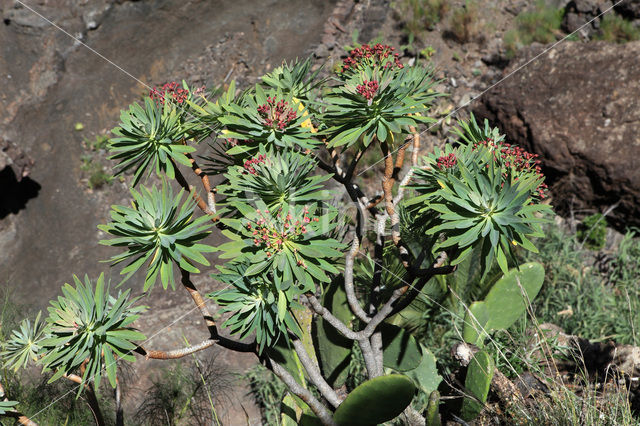 Euphorbia atropurpurea