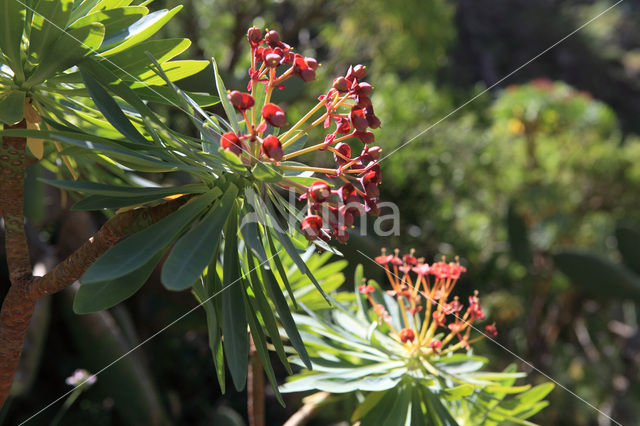 Euphorbia atropurpurea