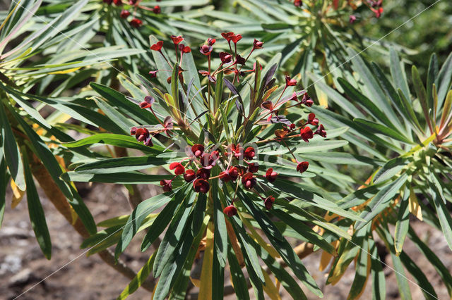 Euphorbia atropurpurea