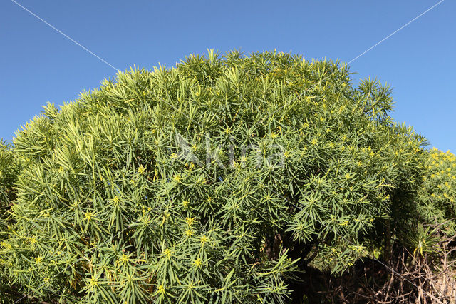 Euphorbia bravoana (rode lijst IUCN