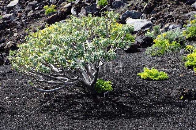 Euphorbia bravoana (rode lijst IUCN