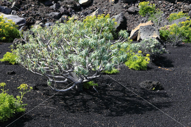 Euphorbia bravoana (rode lijst IUCN