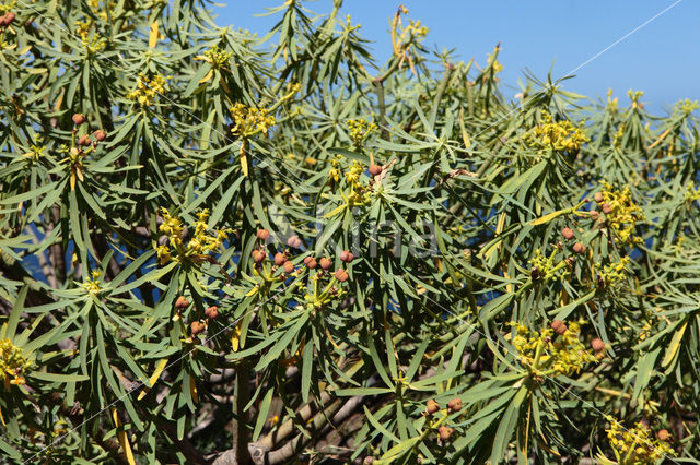 Euphorbia obtusifolia