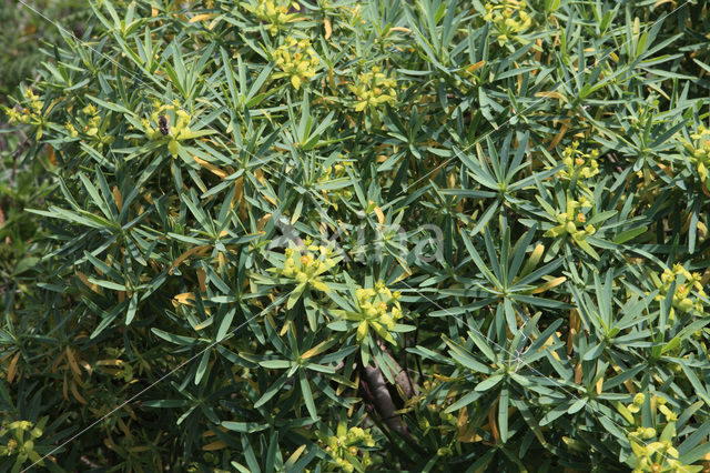 Euphorbia obtusifolia