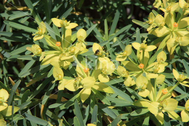 Euphorbia obtusifolia