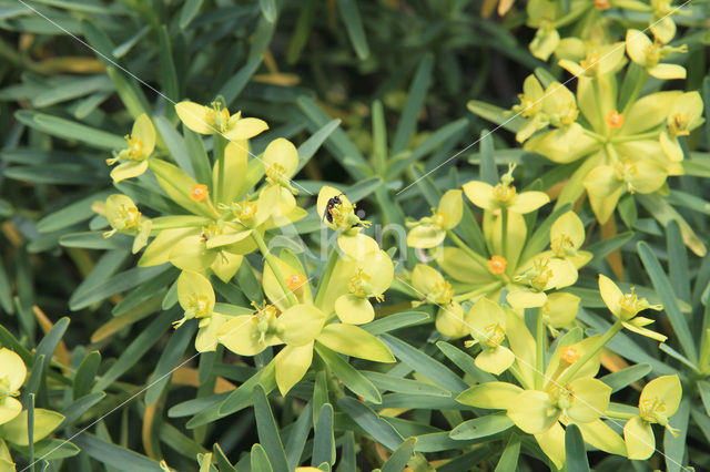 Euphorbia obtusifolia