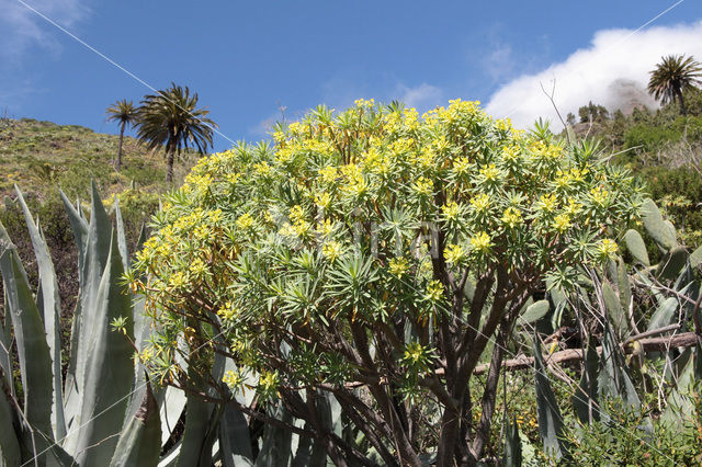 Euphorbia obtusifolia