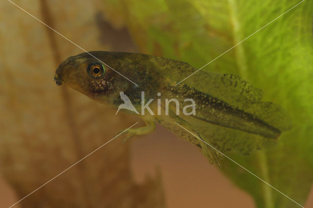 Europese boomkikker (Hyla arborea)