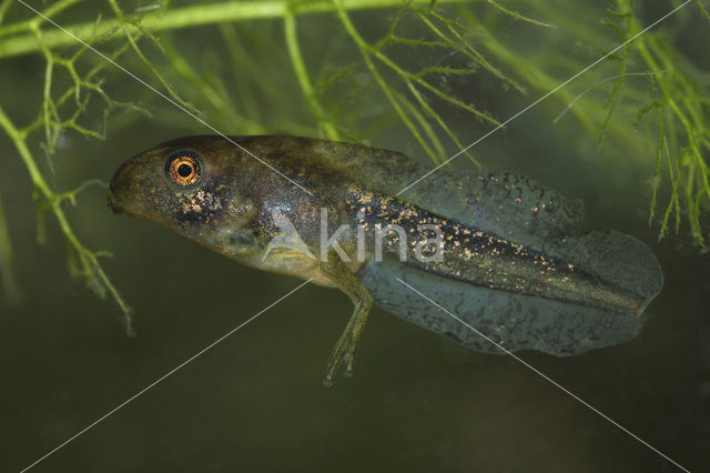 European Tree Frog (Hyla arborea)