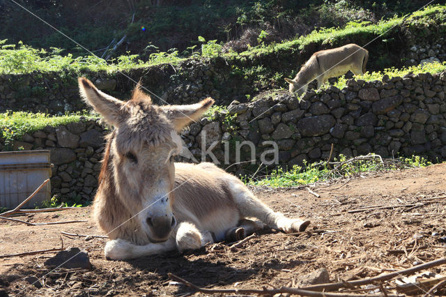 Ezel (Equus asinus)