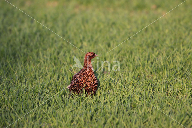 Ring-necked Pheasant (Phasianus colchicus)