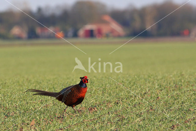 Ring-necked Pheasant (Phasianus colchicus)