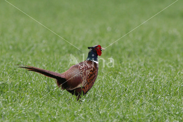 Ring-necked Pheasant (Phasianus colchicus)