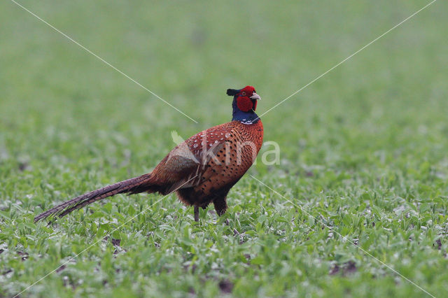 Ring-necked Pheasant (Phasianus colchicus)