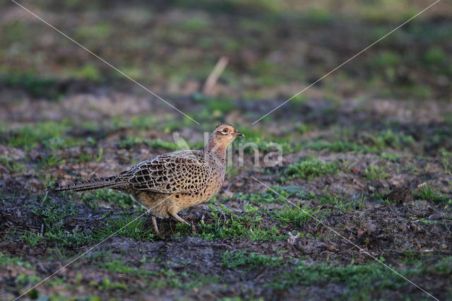 Ring-necked Pheasant (Phasianus colchicus)